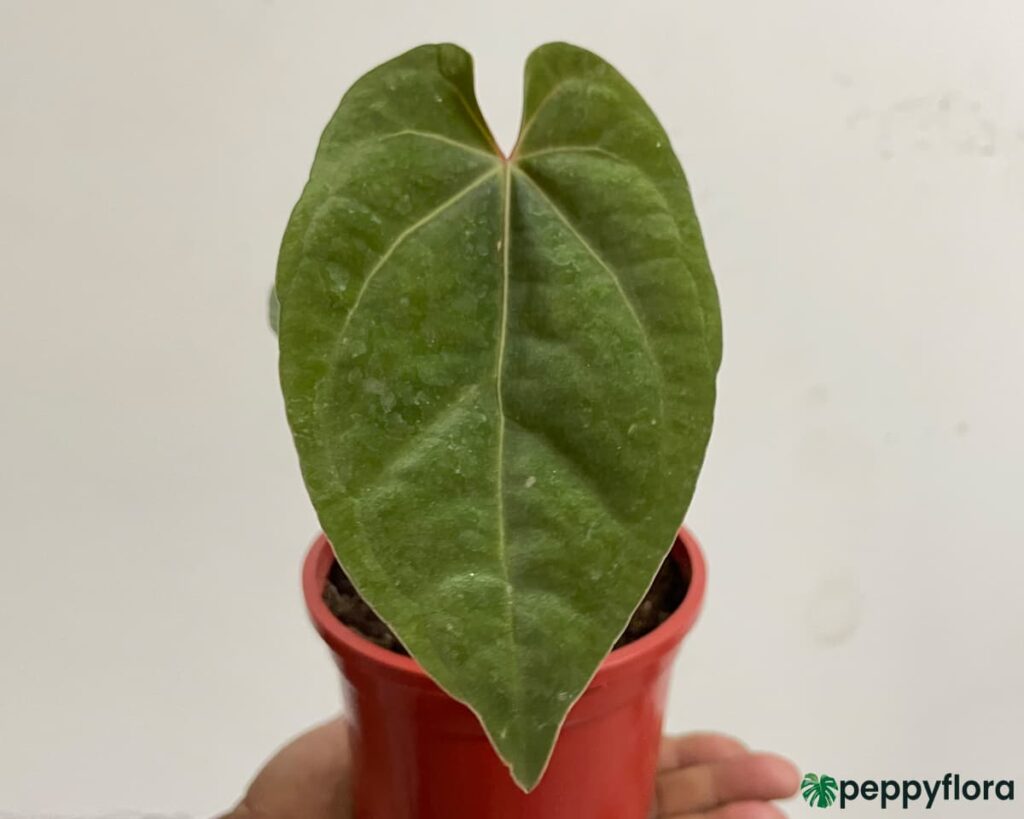 AnthuriumAceofSpadesProductPeppyflora02Moz