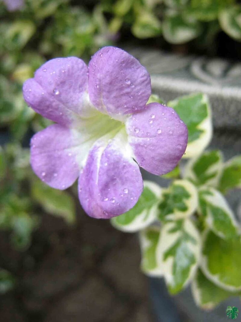 Asystasia Gangetica Variegated Chinese Violet 3X4 Product Peppyflora 01 A A Moz