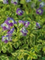 Asystasia-Gangetica-Variegated-Chinese-Violet-3x4-Product-Peppyflora-01-b-a-Moz