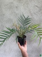 Philodendron-Bipinnatifidum-Tortum-3x4-Product-Peppyflora-01-c-Moz