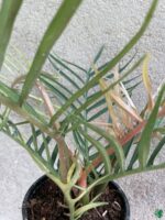 Philodendron-Bipinnatifidum-Tortum-3x4-Product-Peppyflora-01-d-Moz