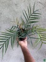 Philodendron-Bipinnatifidum-Tortum-3x4-Product-Peppyflora-01-e-Moz