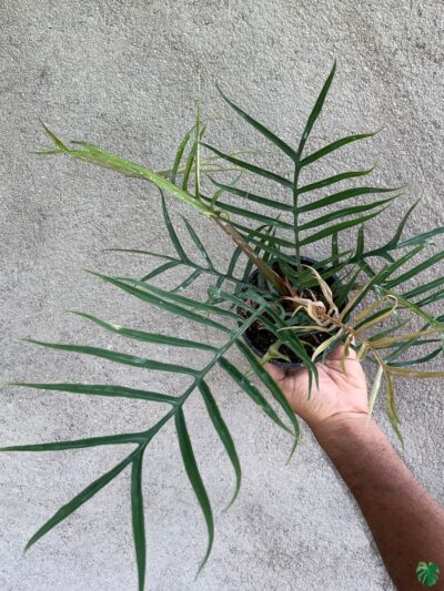 Philodendron-Bipinnatifidum-Tortum-3x4-Product-Peppyflora-01-f-Moz