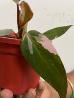 Philodendron-Pink-Princess-3x4-Product-Peppyflora-01-d-Moz