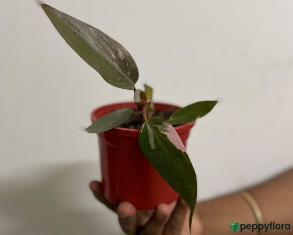 PhilodendronPinkPrincessProductPeppyflora02Moz