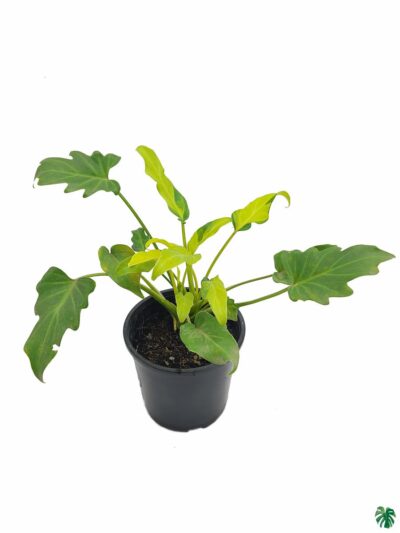 Philodendron-Variegated-Xanadu-3x4-Product-Peppyflora-01-a-Moz