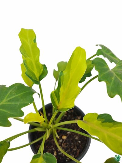 Philodendron-Variegated-Xanadu-3x4-Product-Peppyflora-01-b-Moz