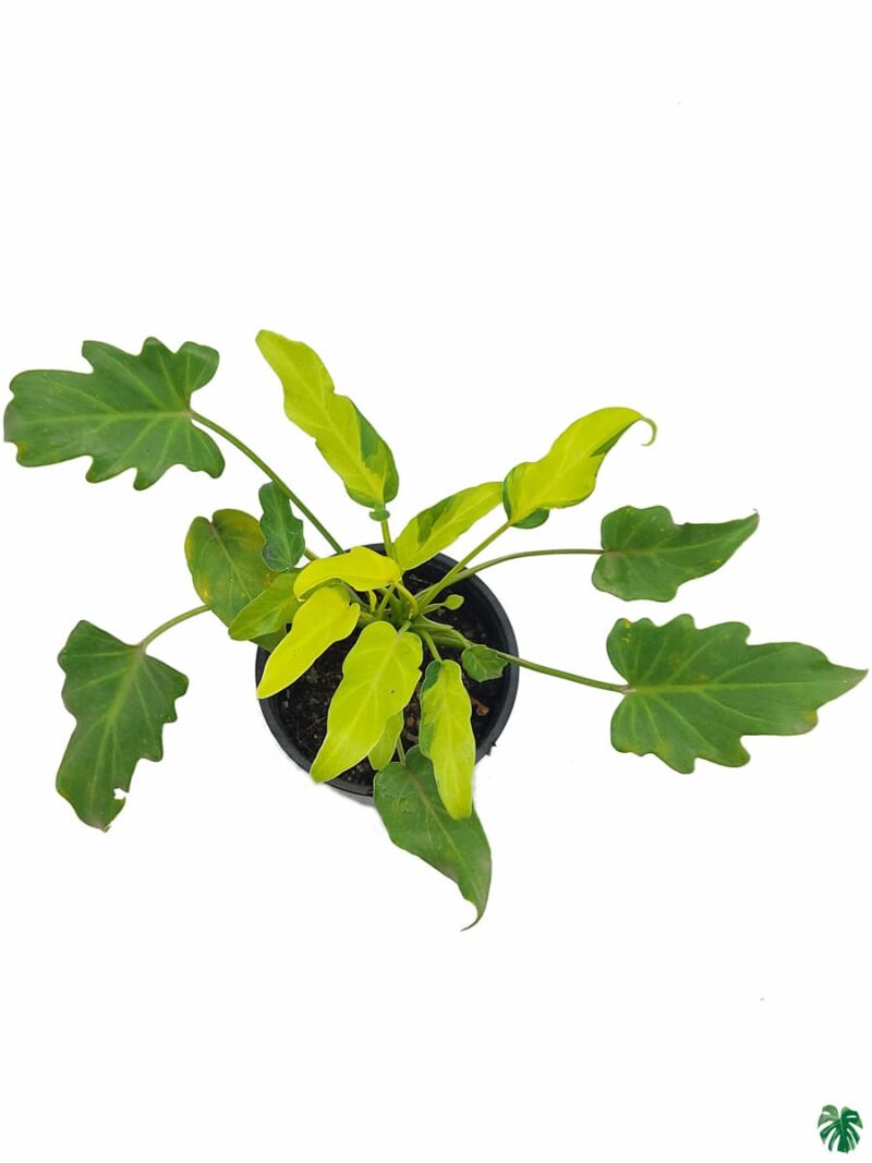 Philodendron-Variegated-Xanadu-3x4-Product-Peppyflora-01-c-Moz