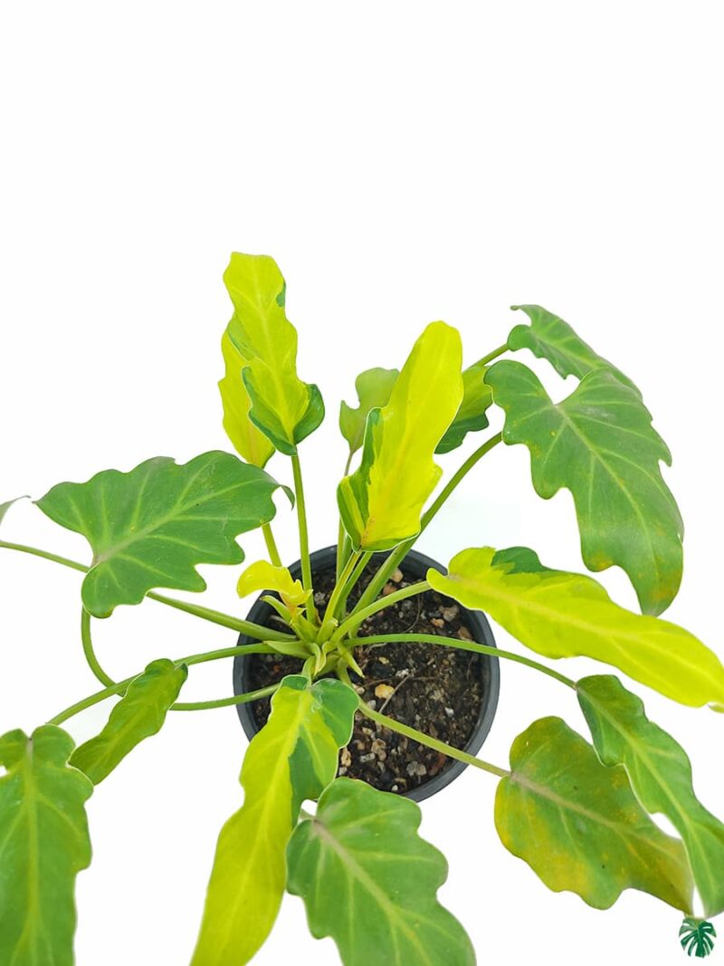 Philodendron-Variegated-Xanadu-3x4-Product-Peppyflora-01-d-Moz