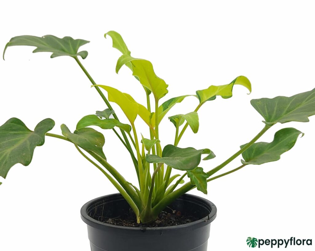 Philodendron-Variegated-Xanadu-Product-Peppyflora-02-Moz