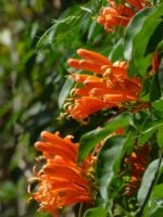 Pyrostegia-Venusta-Vanestara-Flower-3x4-Product-Peppyflora-01-a-Moz