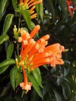 Pyrostegia-Venusta-Vanestara-Flower-3x4-Product-Peppyflora-01-b-Moz