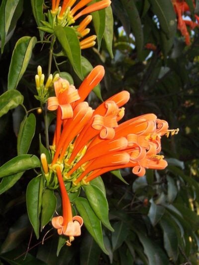 Pyrostegia-Venusta-Vanestara-Flower-3x4-Product-Peppyflora-01-b-Moz