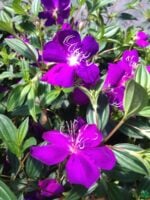 Tibouchina-Urvilleana-Begum-Bahar-Flower-3x4-Product-Peppyflora-01-a-Moz
