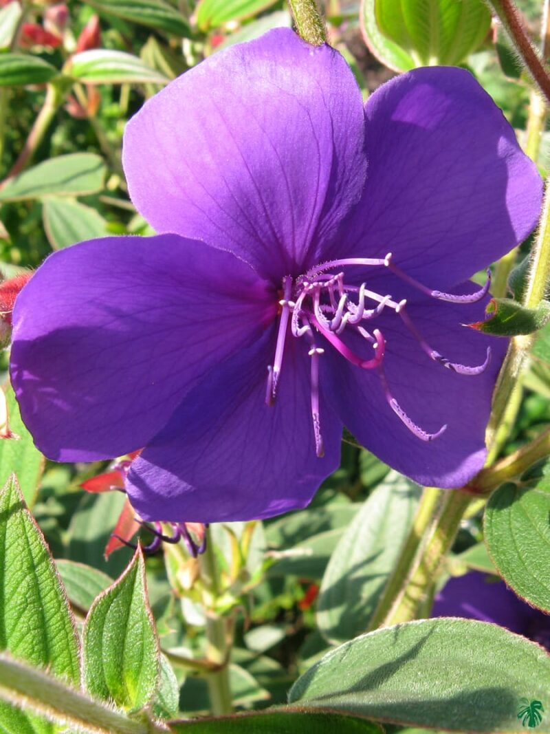 Tibouchina-Urvilleana-Begum-Bahar-Flower-3x4-Product-Peppyflora-01-b-Moz
