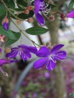 Tibouchina-Urvilleana-Begum-Bahar-Flower-3x4-Product-Peppyflora-01-d-Moz