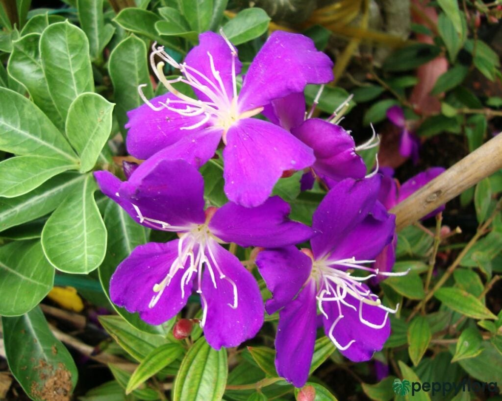 Tibouchina-Urvilleana-Begum-Bahar-Flower-Product-Peppyflora-02-Moz