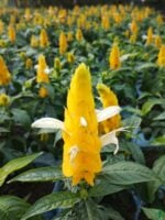 Crossandra-Infundibuliformis-Yellow-Firecracker-Flower-3x4-Product-Peppyflora-01-a-Moz