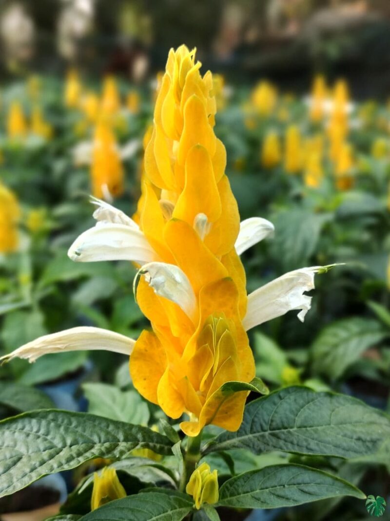 Crossandra Infundibuliformis Yellow Firecracker Flower 3X4 Product Peppyflora 01 B Moz