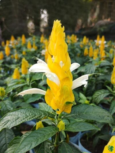 Crossandra-Infundibuliformis-Yellow-Firecracker-Flower-3x4-Product-Peppyflora-01-c-Moz