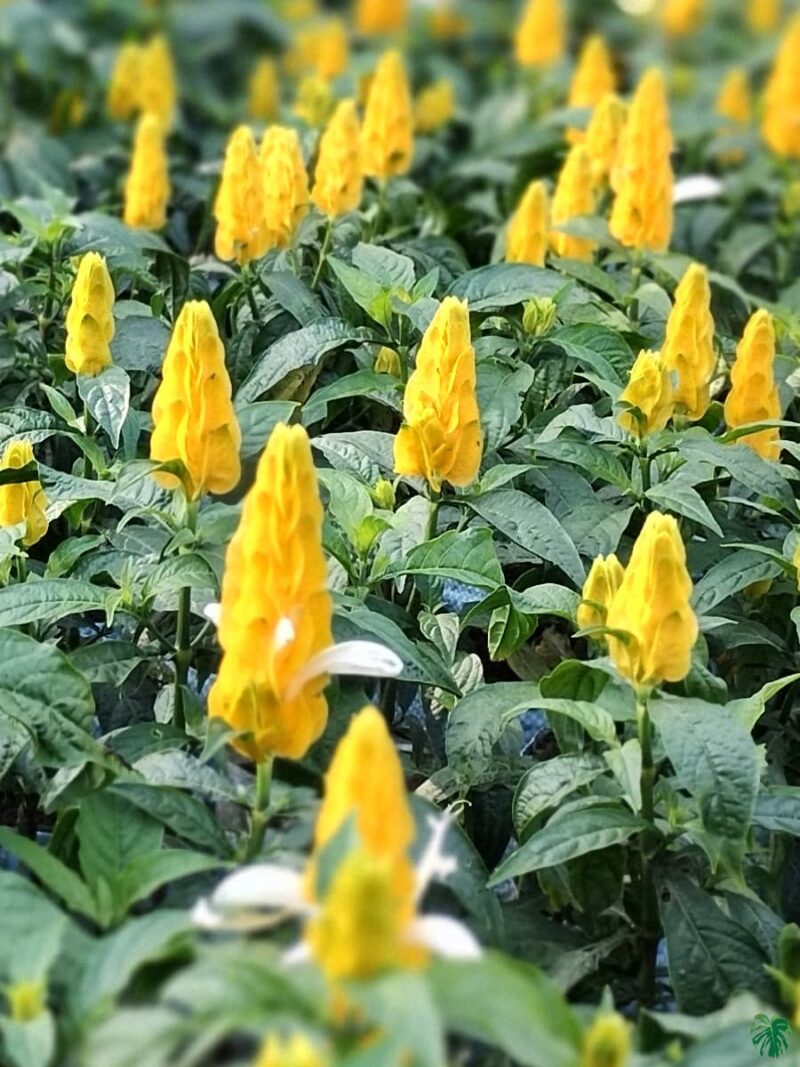 Crossandra-Infundibuliformis-Yellow-Firecracker-Flower-3x4-Product-Peppyflora-01-d-Moz