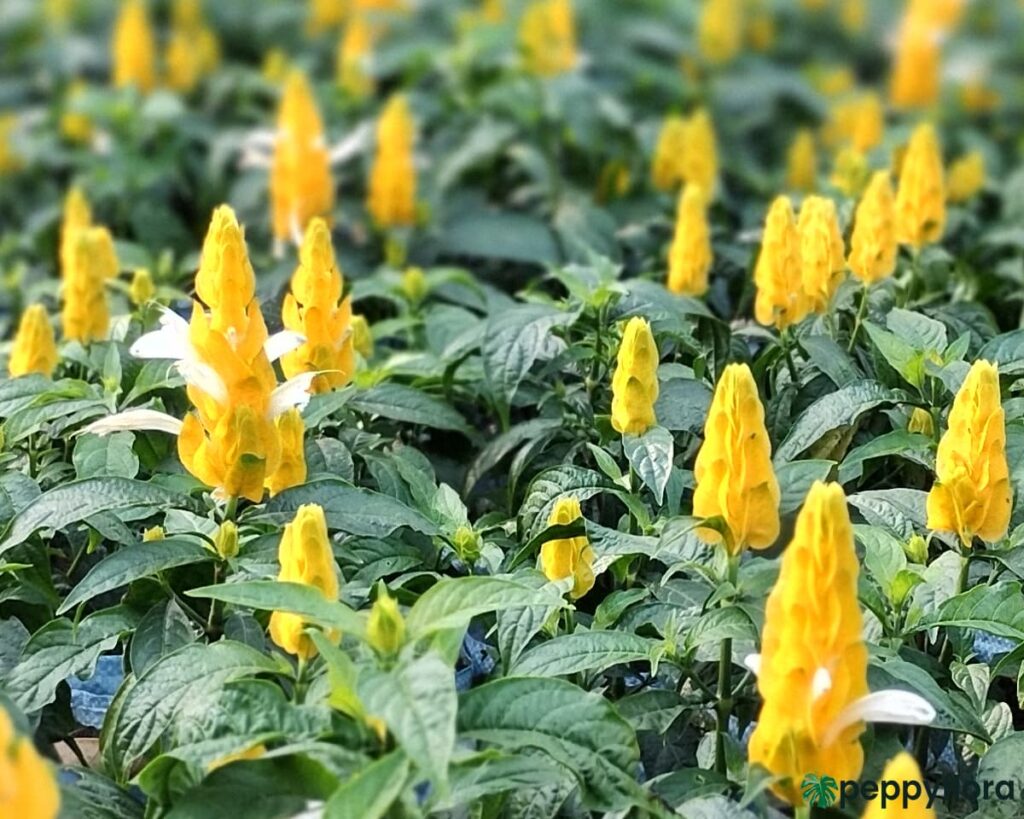 Crossandra-Infundibuliformis-Yellow-Firecracker-Flower-Product-Peppyflora-02-Moz