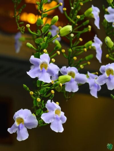 Thunbergia-Grandiflora-Bengal-Clockvine-3x4-Product-Peppyflora-01-a-Moz