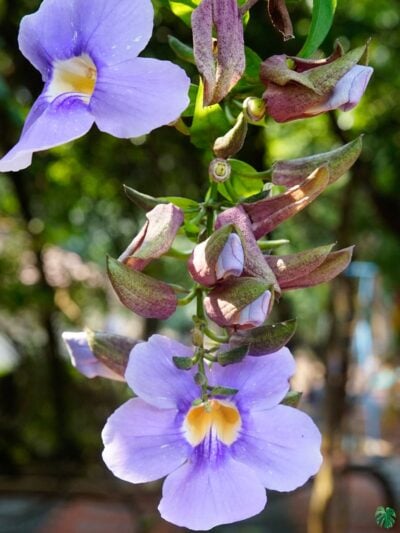 Thunbergia-Grandiflora-Bengal-Clockvine-3x4-Product-Peppyflora-01-b-Moz