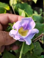 Thunbergia-Grandiflora-Bengal-Clockvine-3x4-Product-Peppyflora-01-d-Moz