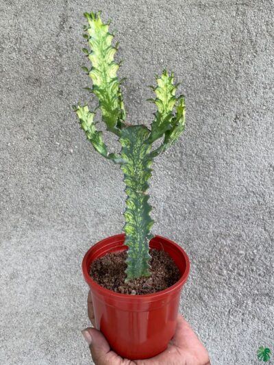 Euphorbia-Mayurnathanii-Variegata-Product-3x4-Peppyflora-01-a-Moz