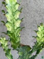 Euphorbia-Mayurnathanii-Variegata-Product-3x4-Peppyflora-01-b-Moz
