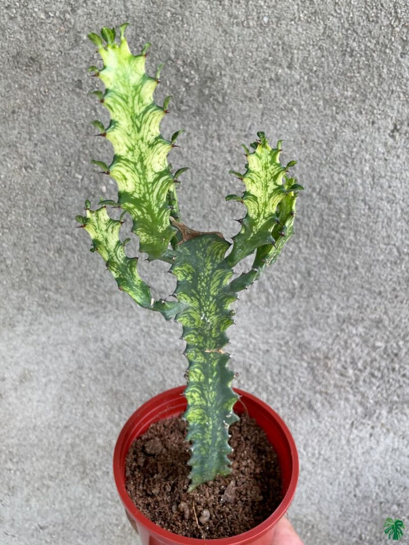 Euphorbia-Mayurnathanii-Variegata-Product-3x4-Peppyflora-01-c-Moz
