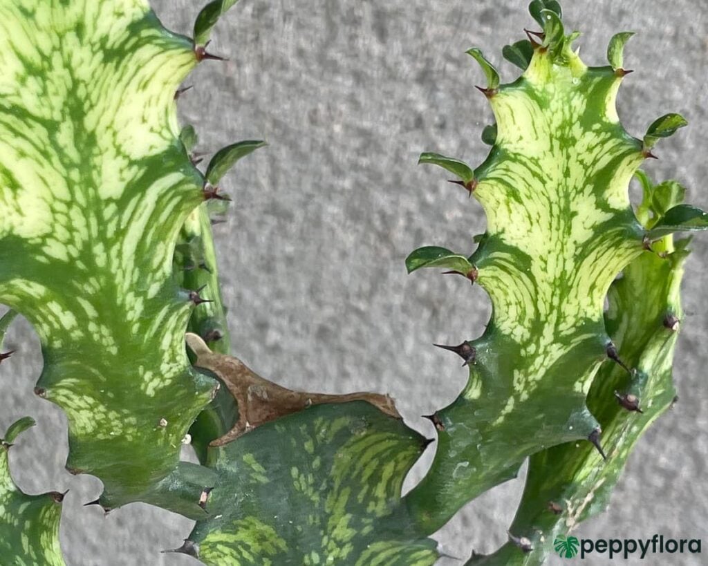Euphorbia-Mayurnathanii-Variegata-Product-Peppyflora-02-Moz