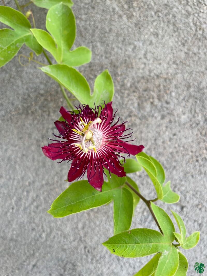 Krishna-Kamal-Passiflora-Vitifolia-3x4-Product-Peppyflora-01-a-Moz