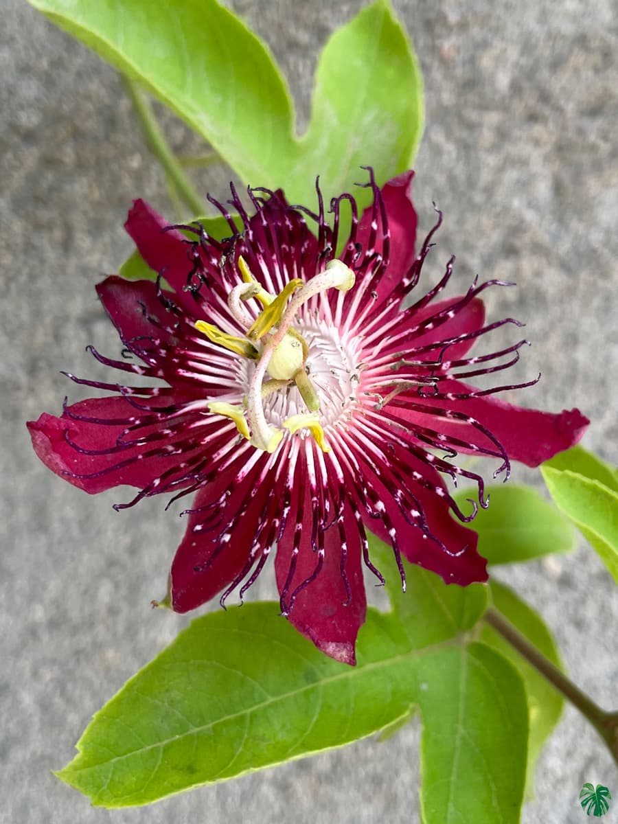 Krishna Kamal - Passiflora Vitifolia for Sale | Peppyflora®