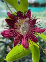 Krishna-Kamal-Passiflora-Vitifolia-3x4-Product-Peppyflora-01-c-Moz