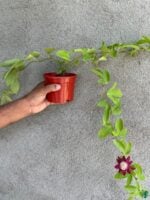 Krishna-Kamal-Passiflora-Vitifolia-3x4-Product-Peppyflora-01-d-Moz