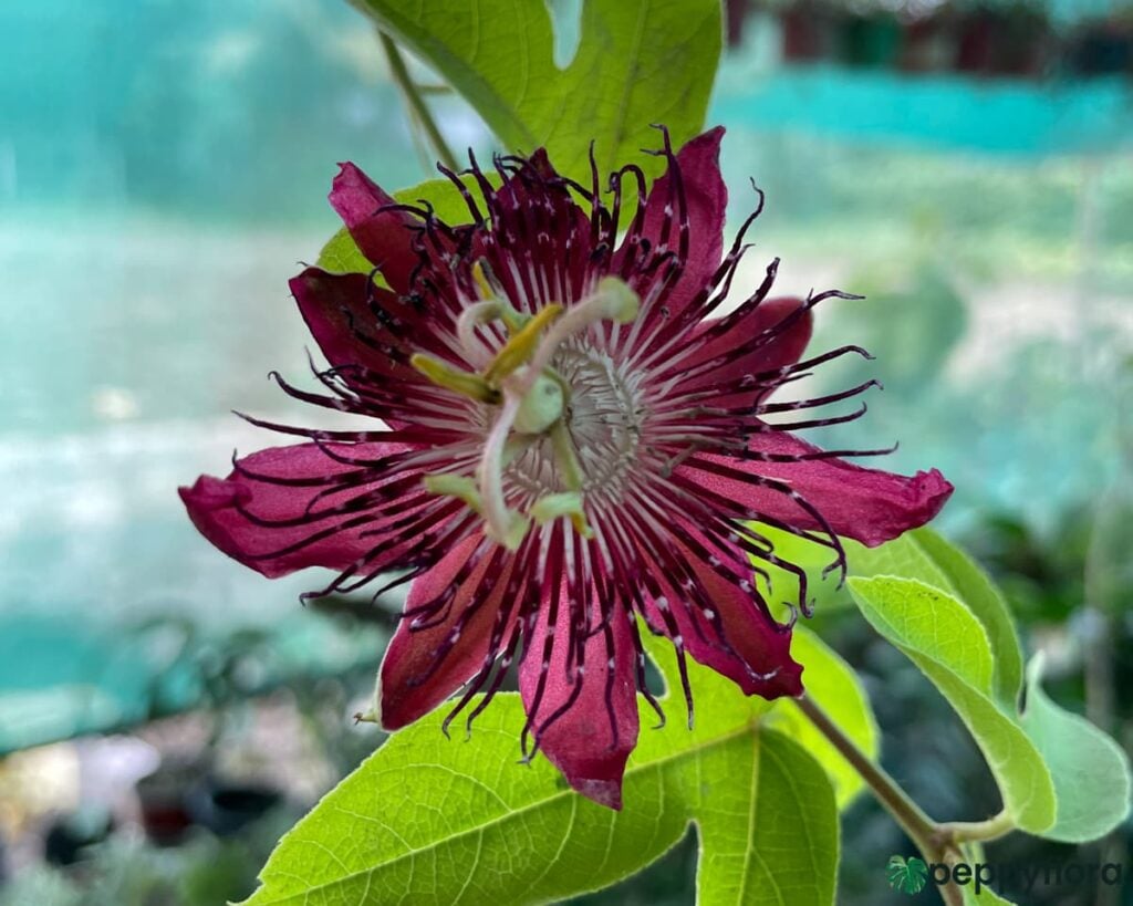 Krishna-Kamal-Passiflora-Vitifolia-Product-Peppyflora-02-Moz