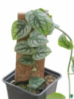 Monstera-Dubia-3x4-Product-Peppyflora-01-a-Moz
