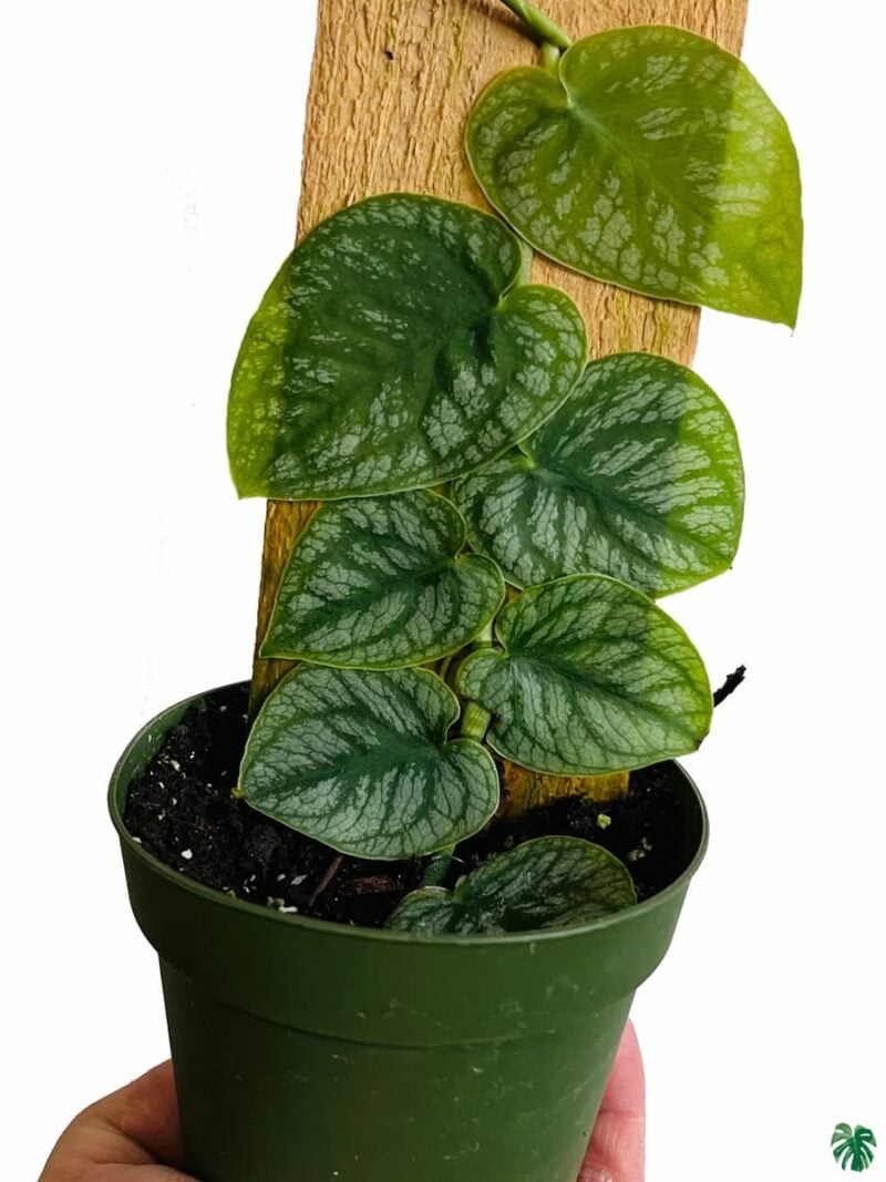 Monstera-Dubia-3x4-Product-Peppyflora-01-c-Moz
