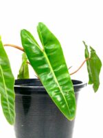 Philodendron-Billietiae-3x4-Product-Peppyflora-01-a-Moz