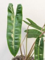 Philodendron-Billietiae-3x4-Product-Peppyflora-01-d-Moz