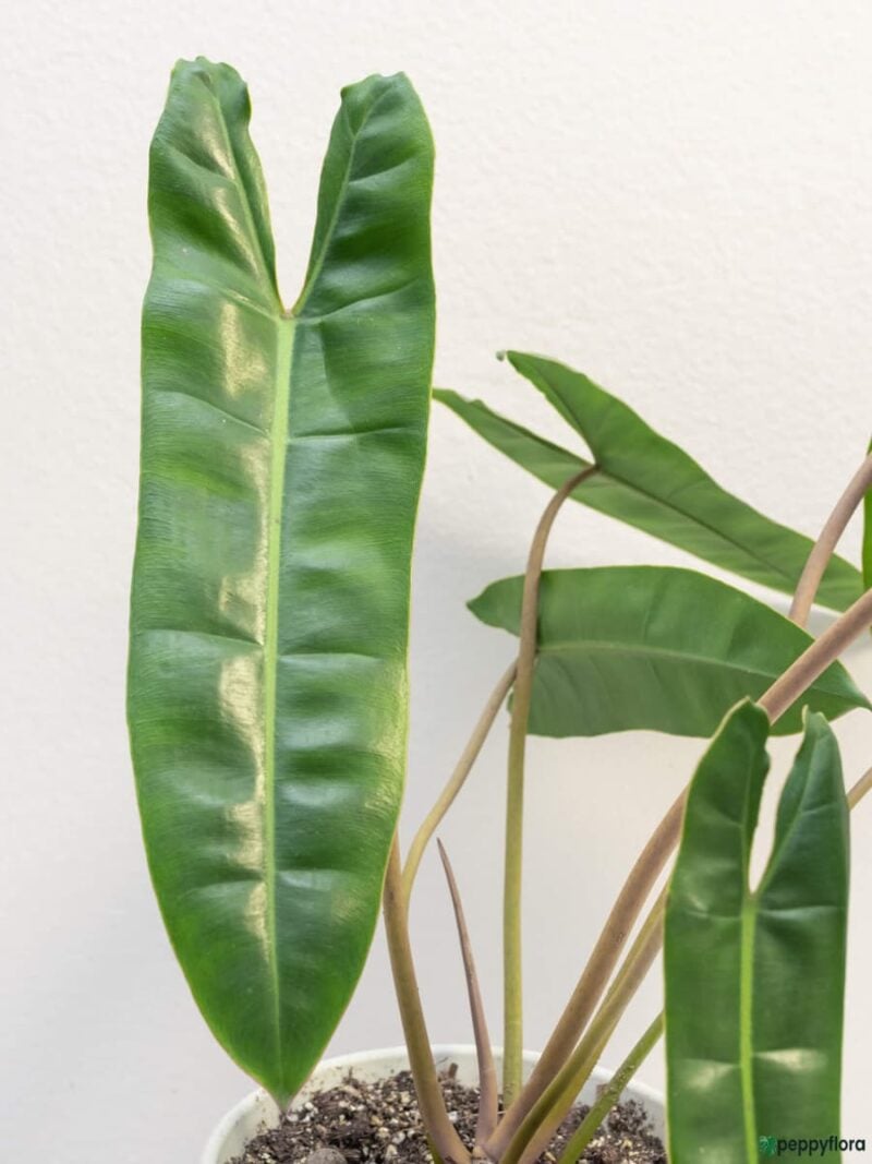 Philodendron Billietiae 3X4 Product Peppyflora 01 D Moz