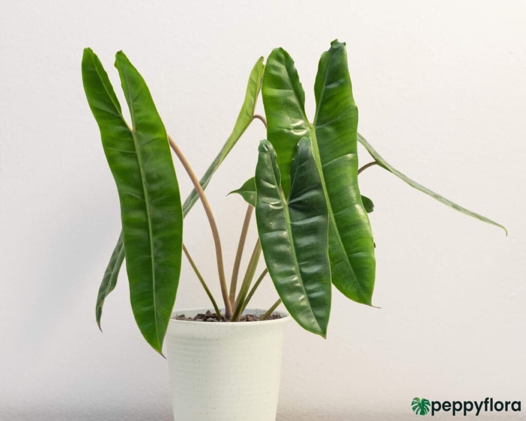 Philodendron-Billietiae-Product-Peppyflora-02-Moz
