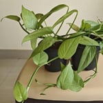 epipremnum-cebu-blue-blue-pothos-peppyflora-featured-review-01