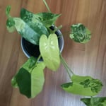 philodendron-variegated-burle-marx-peppyflora-featured-review-01