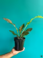 Anthurium-Tricolor-Hookeri-3x4-Product-Peppyflora-01-a-a-Moz