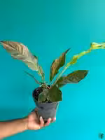 Anthurium-Tricolor-Hookeri-3x4-Product-Peppyflora-01-a-b-Moz