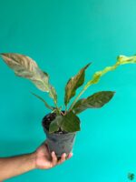 Anthurium-Tricolor-Hookeri-3x4-Product-Peppyflora-01-a-b-Moz