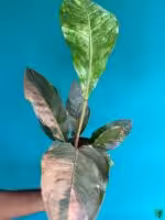 Anthurium-Tricolor-Hookeri-3x4-Product-Peppyflora-01-a-c-Moz